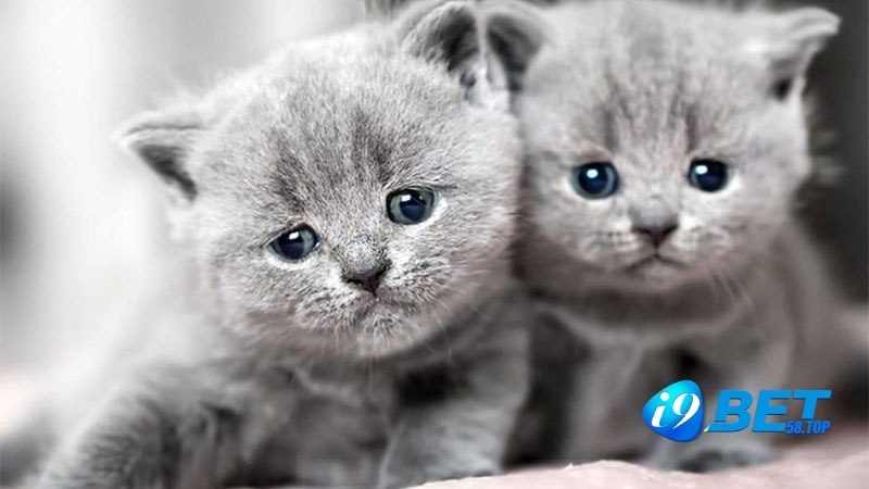 Hình ảnh 2 chú mèo sinh con cho thấy bạn chuẩn bị gặp may mắn